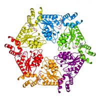 protein ribbon 2